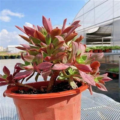 Aeonium   Leucoblepharum