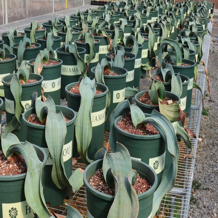 Welwitschia Mirabilis factory